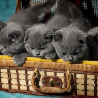 Gray kittens in Suitcase