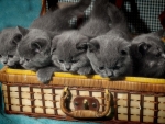 Gray kittens in Suitcase