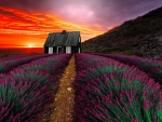 Lavender field at sunset