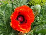 Poppy