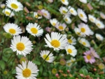 Daisies