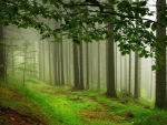 Misty forest