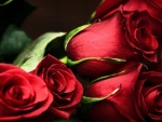 Red roses