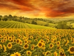 Sunflowers Field