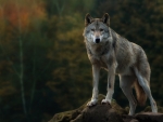 Gray Wolf