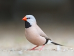 Long Tailed Finch
