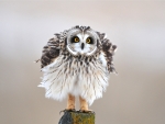 cute little owl