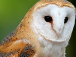 barn owl