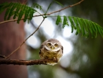 sweet little owl