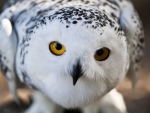 snowy owl