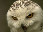 angry white owl