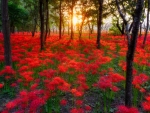 Red forest