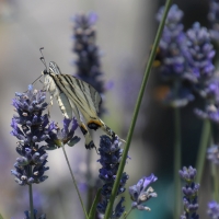 Butterfly on lavender
