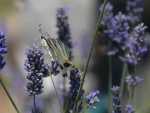 Butterfly on lavender