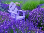 Chair on Lavender Field