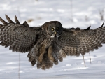 Owl Landing