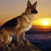 German Shepherd Dog