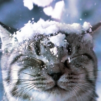 Winter Cat