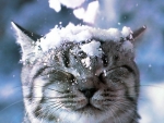 Winter Cat