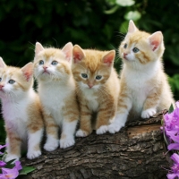 kittens