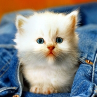 Cute Cat
