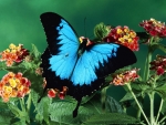 Butterfly on a Flowers