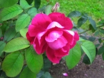 Crimson Rose