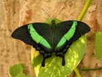 Green Swallowtail Butterfly