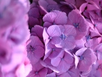 Hydrangea