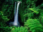 Waterfall in Tropical Forest