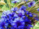 Cornflowers