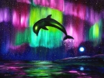 Dolphin in Northern Light