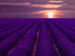 Lavender Field at Sunset
