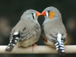 Zebra Finch