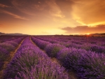 Purple Lavender Field