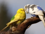 bird couple