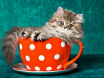 Cat in a teacup