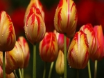 Tulips