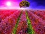 Sunny Lavender Field