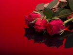 Red Roses