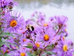A Summer Of Asters