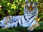 Tiger on the Grass
