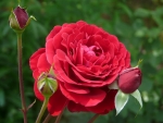 Lovely Red Rose