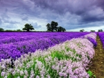 Dual Lavender Field