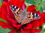 Butterfly on Red Flower