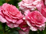 Drops on Pink Roses
