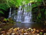 Forest waterfall