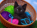 Black kitty in basket