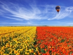 Balloon flies over tulip field