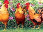âœ¿âŠ±â€¢â•®Roosters in Placeâ•­â€¢âŠ°âœ¿